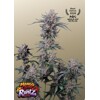FastBuds Mango Cherry Runtz Auto 5 seeds