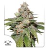 Dutch Passion Seed Company Mokum's Tulip Auto 7 seeds
