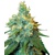 Sensi Seeds Jack Herer