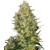 Sensi Seeds Shiva Skunk