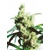 Sensi Seeds Silver Haze