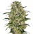 Sensi Seeds Black Domina Regular 