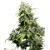 Sensi Seeds California Indica Regular