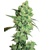 Sensi Seeds Super Skunk Regular 10 seeds