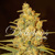 Delicious Seeds Critical Sensi Star 10 seeds