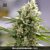 Bulk Seed Bank Auto PERFECT POWER PLANT 10 Seeds