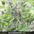 Bulk Seed Bank Auto SPECIAL SKUNK 10 seeds