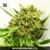 Bulk Seed Bank AK 100 seeds