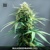 Bulk Seed Bank WHITE WIDOW 100 seeds