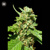 Bulk Seed Bank CBD NEPAL GOLD 10 Seeds