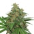 Seedstockers AK 420