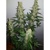 Huba Seed Bank Kush Auto 5 ks