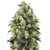 Sensi Seeds Super Skunk Auto from 22.- €