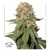 Dutch Passion Seed Company Orange Bud 5 seeds