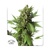 Dutch Passion Seed Company Auto Duck od 35.- €