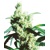 Sensi Seeds Silver Haze