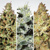 Paradise Seeds Sativa Champions Pack