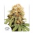 Dutch Passion White Widow Regular 10 pcs