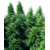 Sensi Seeds Ruderalis Skunk Regular 10 pcs