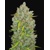 FastBuds Original Auto BubbleGum 5 Seeds