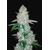 Fast Buds Gorilla Glue Auto (Glue Auto) od 13.- €