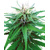 Sensi Seeds Ruderalis Indica Regular 10 pcs