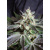 Sweet Seeds Black Jack F1 Fast Version