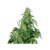 Buddha Seeds Calamity Jane 1 seed