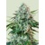 Royal Queen Seeds HulkBerry 