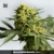 Bulk Seed Bank Auto BIGGER BUD 5 Seeds