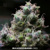 Bulk Seed Bank BLUEBERRY BERRY 5 db