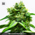 Bulk Seed Bank NORTHERN LIGHT 5 seeds