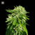 Bulk Seed Bank CBD GOOD WILD SHARK 5 seeds