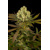 Humboldt Seed Company Sour Blueberry 3 seeds