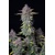 FastBuds Purple Punch 5 Seeds