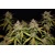 FastBuds Smoothie Auto 3 seeds