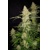 FastBuds Original Jack Herer Auto from 9.-€