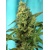 Sweet Seeds Green Poison F1 Fast Version