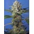 Sweet Seeds Crystal Candy F1 Fast Version 