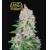 Fast Buds Stardawg 100 Seeds