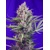 Sweet Seeds Cream Mandarine F1 Fast Version