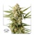 Dutch Passion Seed Company Auto Auto Cinderella Jack od 34,95.-€