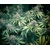 Huba Seed Bank GW Kush 5 seeds