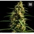 Bulk Seed Bank Auto Mandalime Juice from 17,5.-€