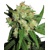 Sensi Seeds Sensi Skunk Feminized