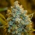 Silent Seeds Critical Jack 10 seeds