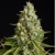 Silent Seeds Amnesia Lemon 5 seeds