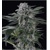 Silent Seeds Moby Dick Auto 3 seeds