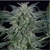 Silent Seeds Critical Jack Auto 5 seeds