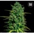 Bulk Seed Bank Auto Tropical Coconut 5 seeds